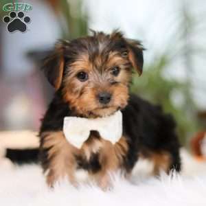 Brianna, Yorkie Puppy